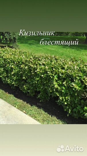 Кустарник для живой изгороди