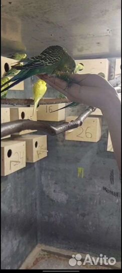 Волнистые попугаи ручные (самки)