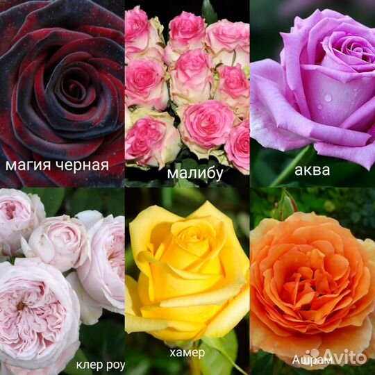 Саженцы роз