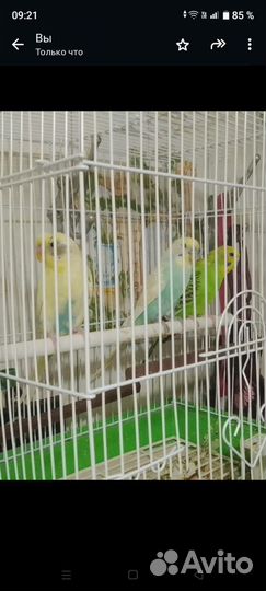 Волнистый попугай