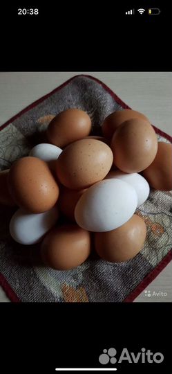 Домашние куриные яйца