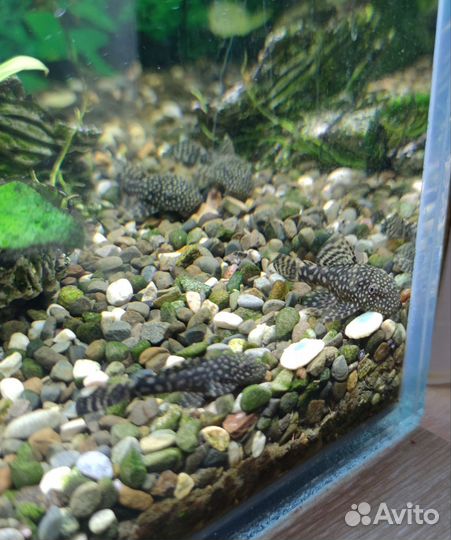 Сом Анцитрус подросшие детки