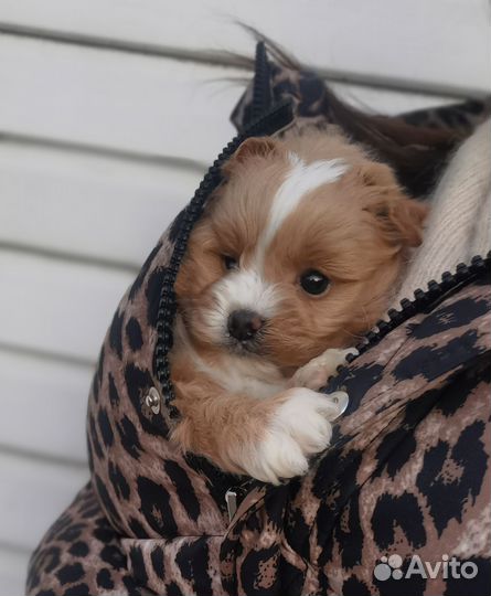 Мальтипу ф1 микро мальчик