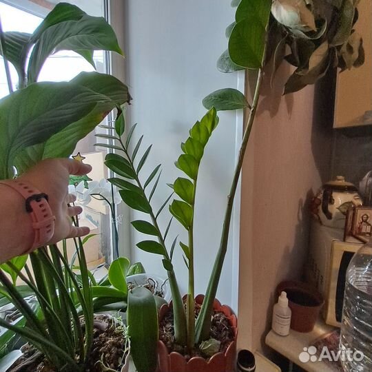 Замиокулькас