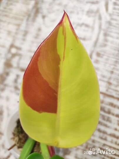 Филодендрон Империал Еллоу Флейм