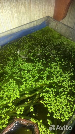 Рыбки Аквариумные растения