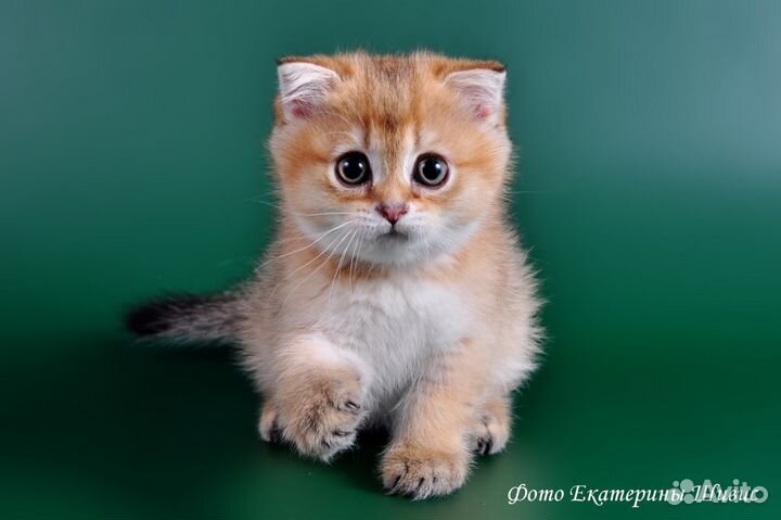 Вязка с шотландским золотым вислоухим котом