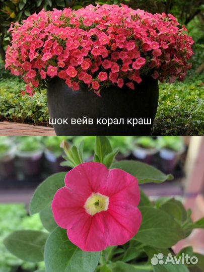 Петуния черенки