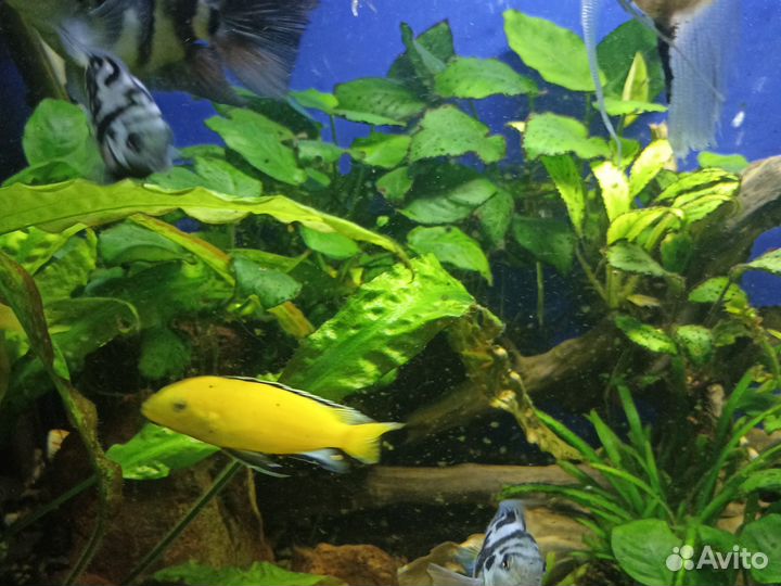 Лабидохромис еллоу