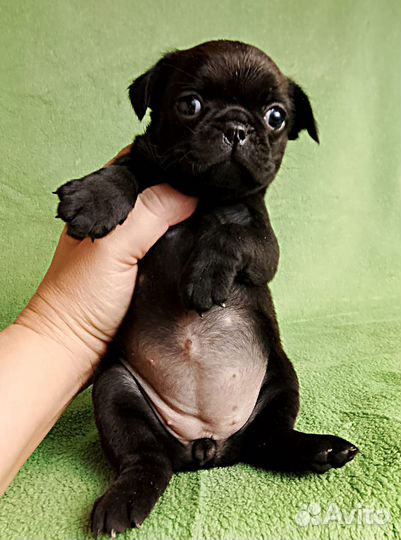 Девочки птишки