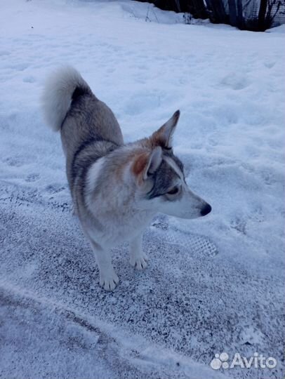 Метис Хаски