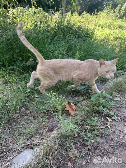 Кот рыжий, потеряшка