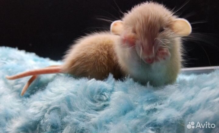 Крысята дамбо Марбл