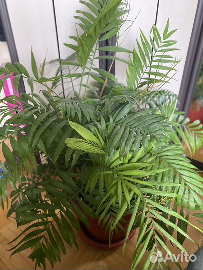 Пальма хамедорея