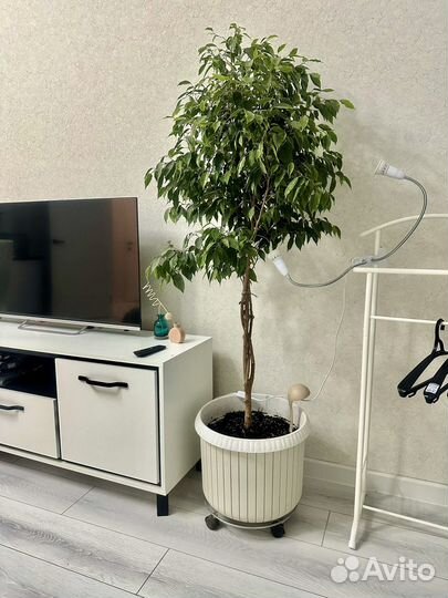 Фикус бенджамина