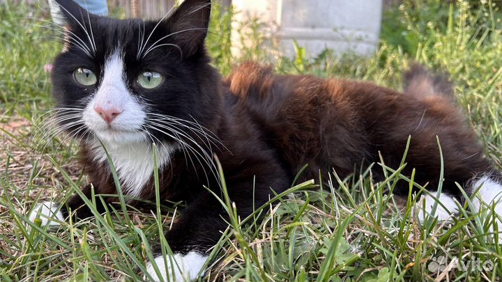 Кошка в дар бесплатно