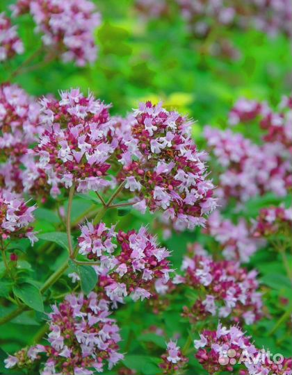 Душица обыкновенная Фея 0,05 гр