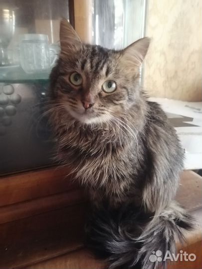 Котик в хорошие руки
