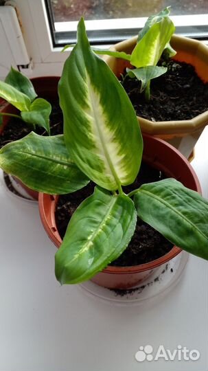 Диффенбахия