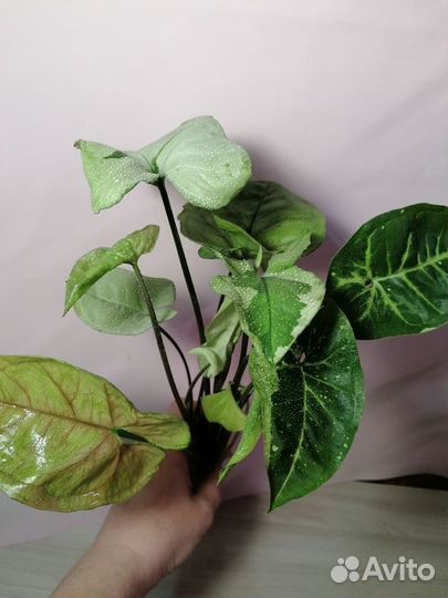 Сингониумы