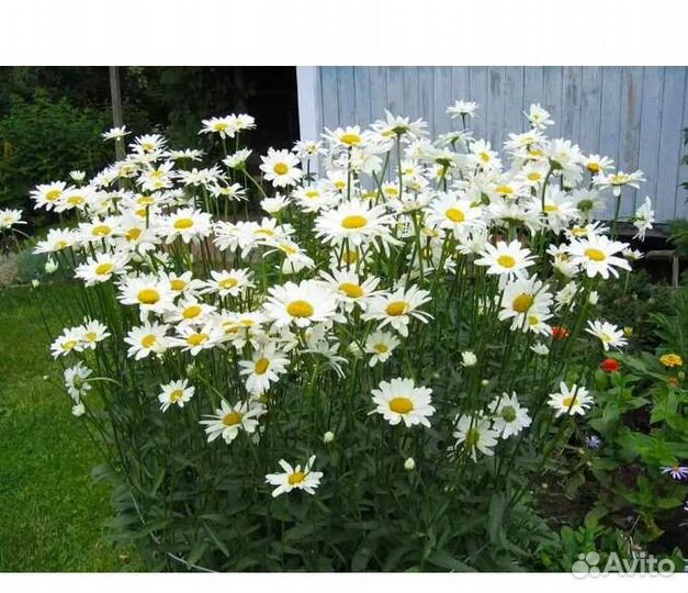 Ромашка садовая