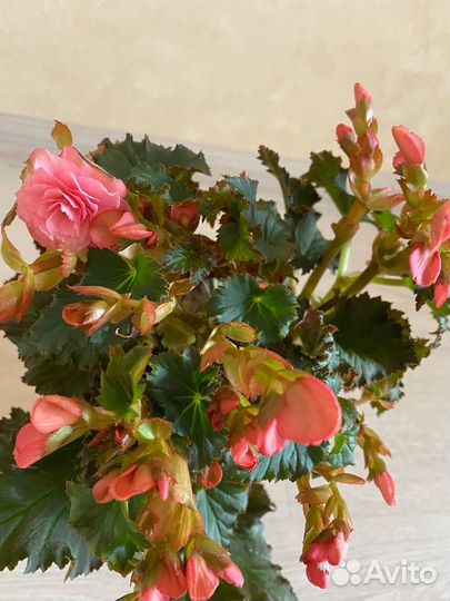 Комнатные цветы бегония