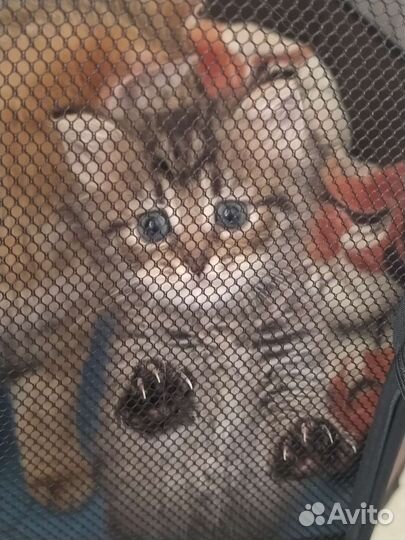 Котёнок и кошка в добрые руки