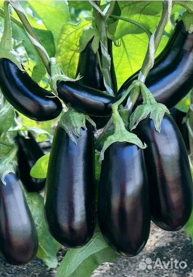 Семена Баклажана 