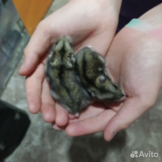 Джунгарский хомяк девочки и мальчики, продам