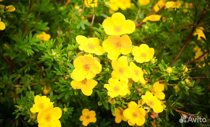 Лапчатка необычные сорта - Alena.park