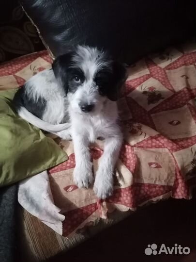 Щенок в добрые руки бесплатно девочка