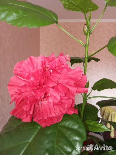 Гибискус китайская роза