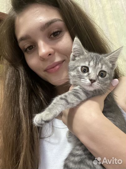 Передержка животных