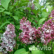 Сирень сортовая