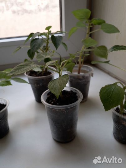 Apple blossom бальзамин махровый