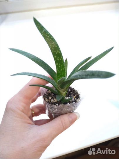 Суккуленты(адромискус,хавортия,крестовник,алое