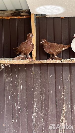 Узбекские декоративные голуби