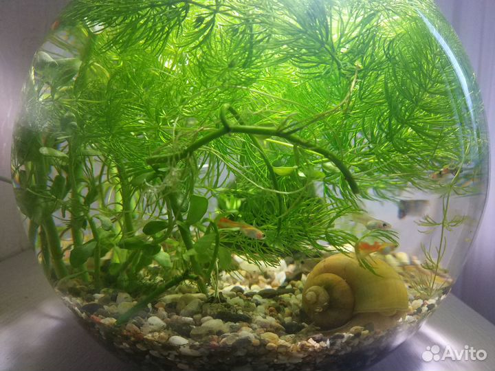 Аквариумные растения роголистник в дар