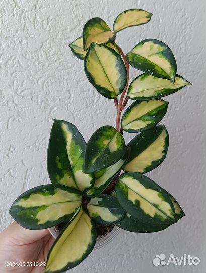 Комнатные растения