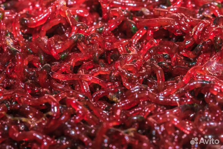 Мотыль живой