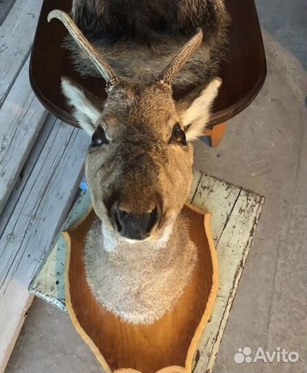 Чучело головы