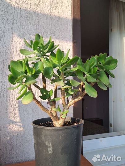 Толстянка, крассула, денежное дерево