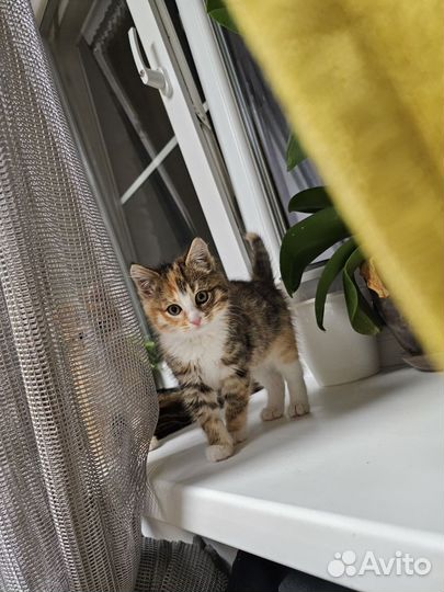 Котята