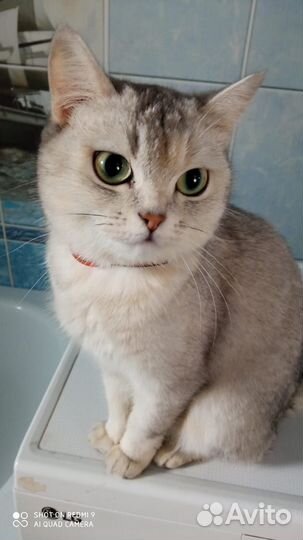 Кошки в добрые руки бесплатно