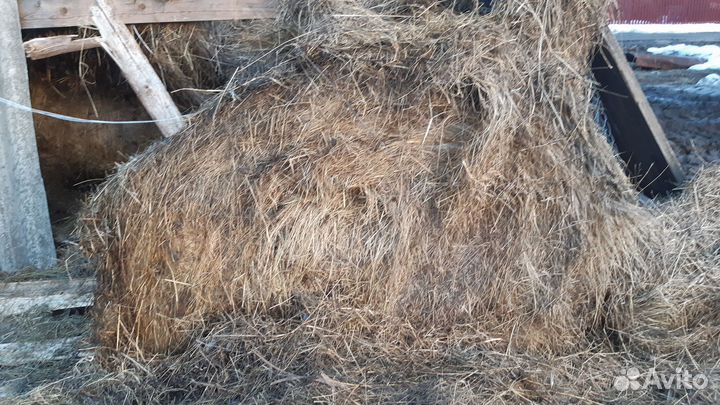 Сено в рулонах