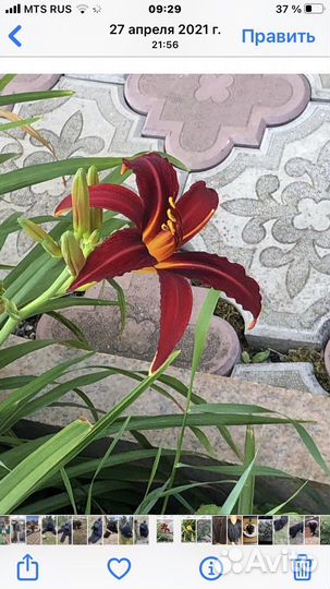 Ирисы лилейники