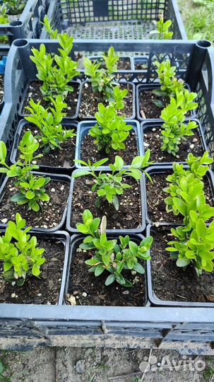 Декоративные кустарники