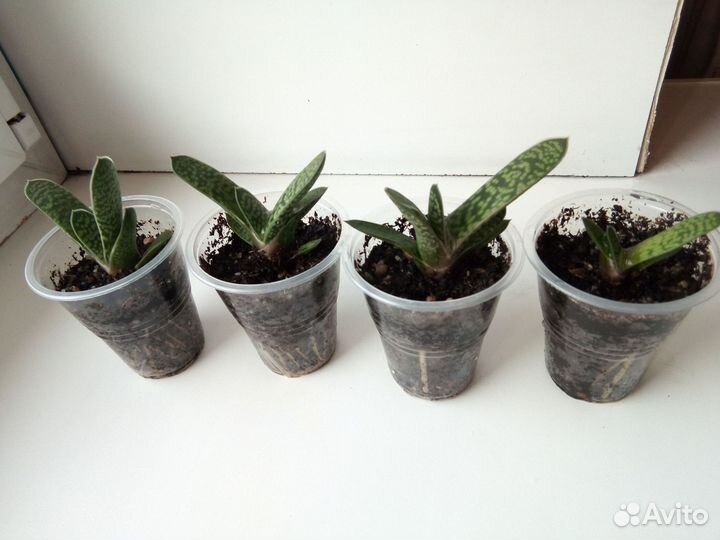 Гастерия, хавортия, маммиллярия