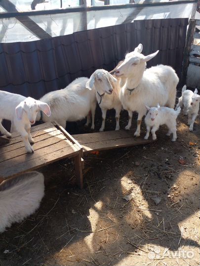 Козлик на племя, дойные козы и козлята