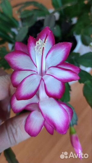 Шлюмбергеры разные, сортовые